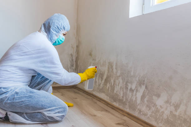 Licensed Mold Removal service in Bryn Mawr, PA - Car Mold Remediation